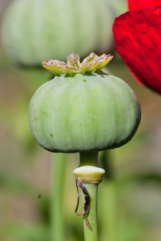 CRW_8099